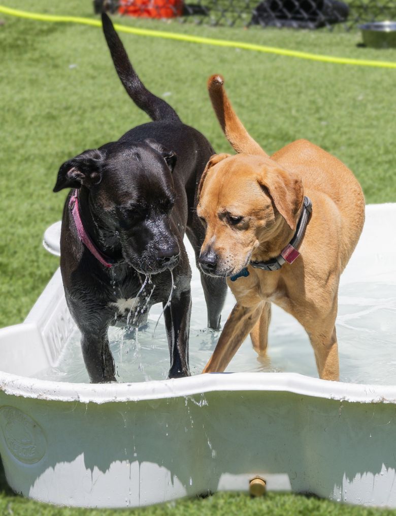 CITYDOGs Kansas City's Downtown Dog Park