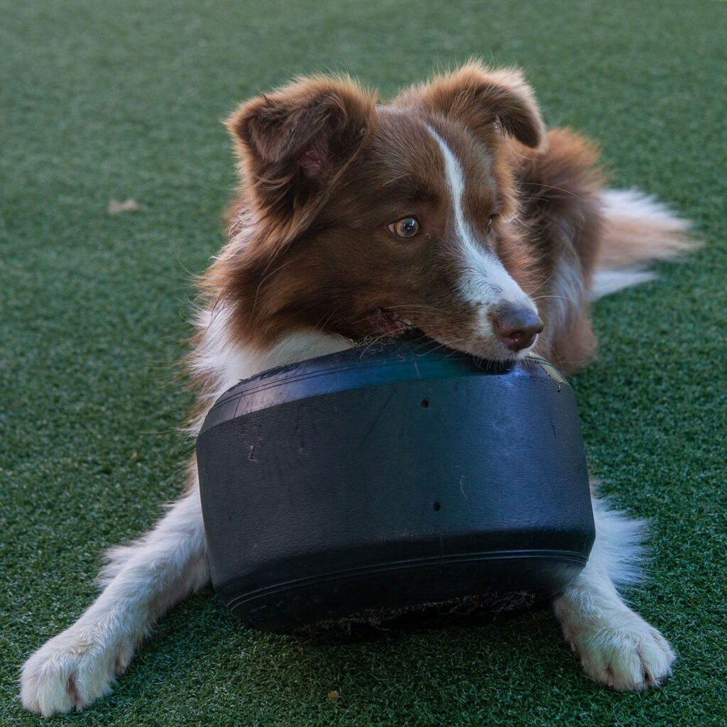 Dog Daycare in Downtown Kansas City at CITYDOGs.